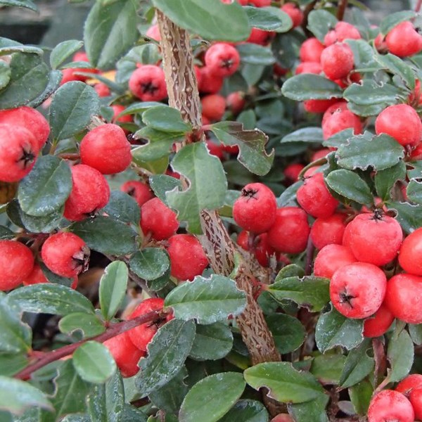 Arborix - 2 x cotonéaster - cotoneaster suecicus 'coral beauty' - 20-25 cm godet de 9cm x