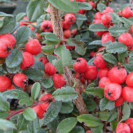 2 x cotonéaster  - cotoneaster suecicus 'coral beauty'  - 30-40 cm pot
