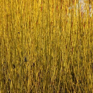 2 x cornouiller jaune  - cornus sericea 'flaviramea'  - 60-80 cm pot