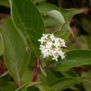 6 x cornouiller canadien  - cornus sericea 'kelseyi'  - godet 9x9 cm