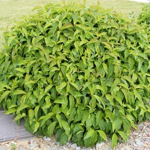 2 x cornouiller canadien  - cornus sericea 'kelseyi'  - 15-20 cm pot