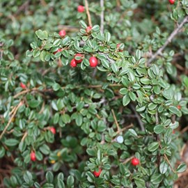 2 x cotonéaster  - cotoneaster suecicus 'skogholm'  - 30-40 cm pot