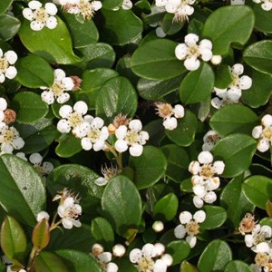 2 x cotonéaster  - cotoneaster suecicus 'skogholm'  - 40-60 cm pot