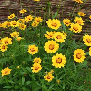6 x œil de jeune fille  - coreopsis lanceolata 'sterntaler'  - godet 9x9 cm