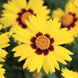 6 x œil de jeune fille  - coreopsis lanceolata 'sterntaler'  - godet 9x9 cm