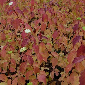 Cornouiller sanguin  - cornus sanguinea 'winter beauty'  - 60-80 cm pot