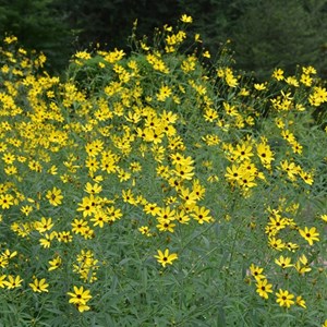 Coreopsis tripteris - godet 9x9 cm