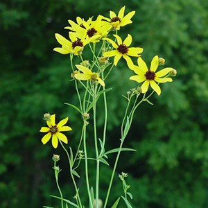 Coreopsis tripteris - godet 9x9 cm