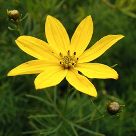 6 x coréopsis à feuilles en aiguilles - coreopsis verticillata  - godet 9x9 cm