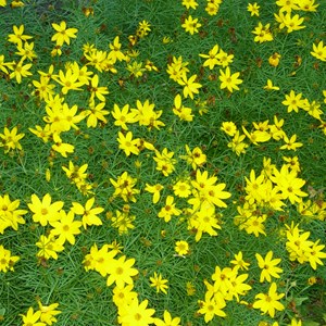 6 x coréopsis à feuilles en aiguilles - coreopsis verticillata  - godet 9x9 cm