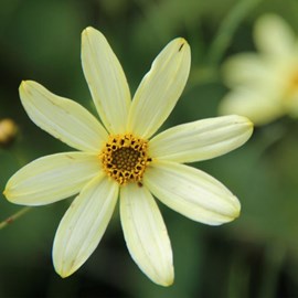 6 x coréopsis à feuilles en aiguilles - coreopsis verticillata 'moonbeam' -