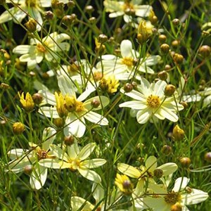6 x coréopsis à feuilles en aiguilles - coreopsis verticillata 'moonbeam' -