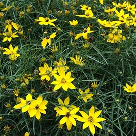 6 x coréopsis à feuilles en aiguilles 'moonbeam' - coreopsis verticillata