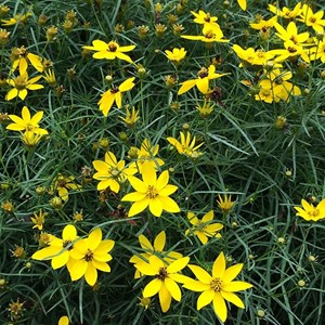 6 x coréopsis à feuilles en aiguilles 'moonbeam' - coreopsis verticillata