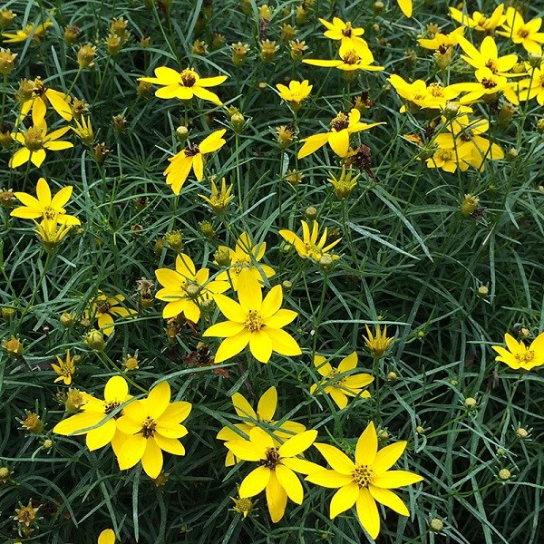 6 x coréopsis à feuilles en aiguilles 'moonbeam' - coreopsis verticillata