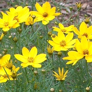 6 x coréopsis à feuilles en aiguilles 'moonbeam' - coreopsis verticillata