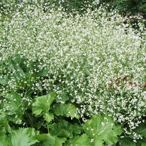 6 x chou nuage blanc - crambe cordifolia  - godet 9x9 cm