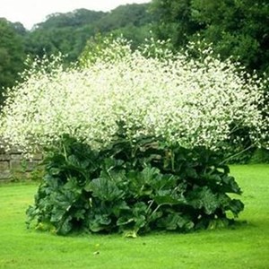 6 x chou nuage blanc - crambe cordifolia  - godet 9x9 cm