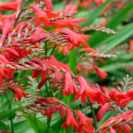 6 x montbretia  - crocosmia 'emberglow'  - godet 9x9 cm