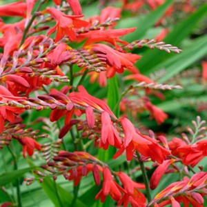 6 x montbretia  - crocosmia 'emberglow'  - godet 9x9 cm