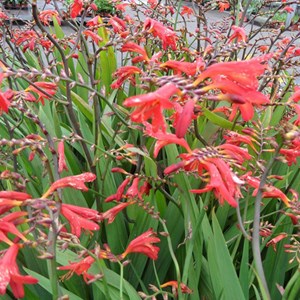 6 x montbretia  - crocosmia 'emberglow'  - godet 9x9 cm