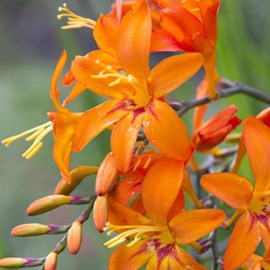 6 x montbretia  - crocosmia 'emily mckenzie'  - godet 9x9 cm