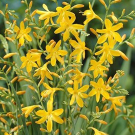 6 x montbretia  - crocosmia 'george davidson'  - godet 9x9 cm