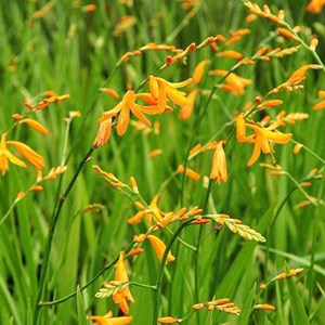 6 x montbretia  - crocosmia 'george davidson'  - godet 9x9 cm