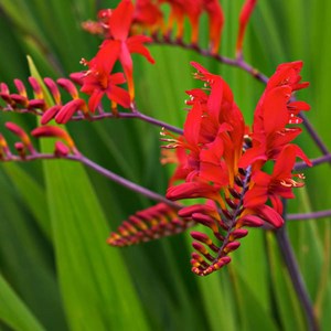 6 x montbretia  - crocosmia 'lucifer'  - godet 9x9 cm