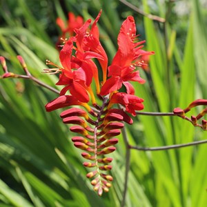 6 x montbretia  - crocosmia 'lucifer'  - godet 9x9 cm