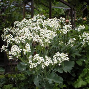 6 x chou maritime - crambe maritima  - godet 9x9 cm