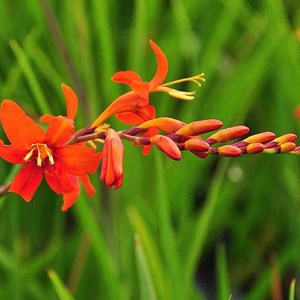 6 x montbretia - crocosmia masoniorum  - godet 9x9 cm