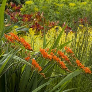 6 x montbretia - crocosmia masoniorum  - godet 9x9 cm