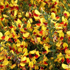 2 x genêt  - cytisus 'andreanus'  - 40-60 cm pot