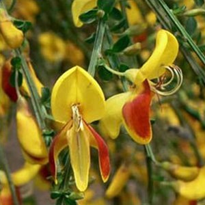 2 x genêt  - cytisus 'andreanus'  - 40-60 cm pot