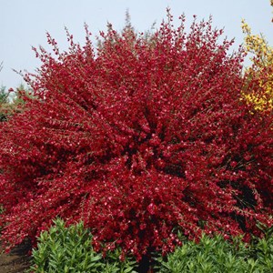 2 x genêt  - cytisus 'boskoop ruby'  - 40-60 cm pot