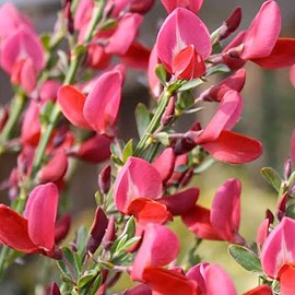2 x genêt  - cytisus 'boskoop ruby'  - 40-60 cm pot