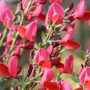 2 x genêt  - cytisus 'boskoop ruby'  - 40-60 cm pot
