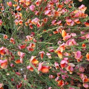 2 x genêt  - cytisus 'burkwoodii'  - 40-60 cm pot