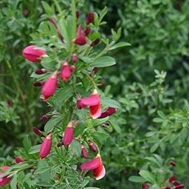 2 x genêt  - cytisus 'burkwoodii'  - 40-60 cm pot