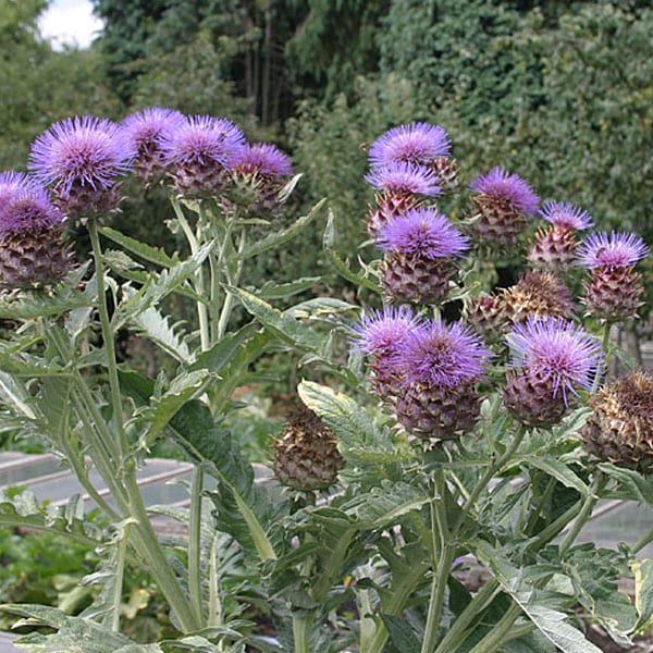 6 x cardon - cynara cardunculus - godet 9x9 cm