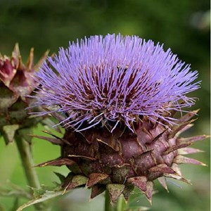6 x cardon - cynara cardunculus  - godet 9x9 cm