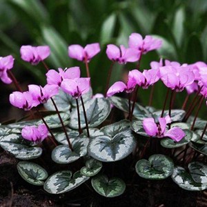 6 x cyclamen de l'ile de cos - cyclamen coum  - godet 9x9 cm
