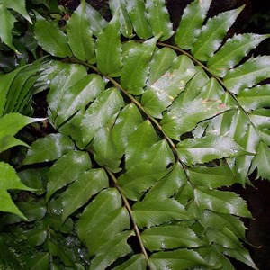 6 x aspidie - cyrtomium falcatum  - godet 9x9 cm