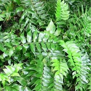 6 x aspidie - cyrtomium falcatum  - godet 9x9 cm