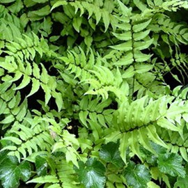 6 x aspidie (en faux) de fortune - cyrtomium fortunei  - godet 9x9 cm