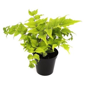 6 x aspidie (en faux) de fortune - cyrtomium fortunei  - godet 9x9 cm