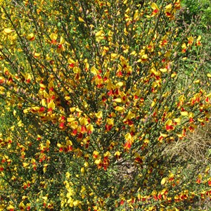 2 x genêt  - cytisus 'goldfinch'  - 40-60 cm pot