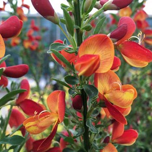 2 x genêt  - cytisus 'goldfinch'  - 40-60 cm pot