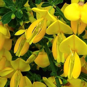 2 x genêt  - cytisus 'golden sunlight'  - 40-60 cm pot